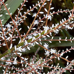 In cultivation.<br>Photographer: Jeremy R. Rolfe, Date taken: 09/11/2005, Licence: <a target='_blank' href='https://creativecommons.org/licenses/by/4.0'>CC BY</a>.
