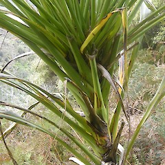 Aorangi Forest Park.<br>Photographer: John Sawyer, Licence: <a target='_blank' href='https://creativecommons.org/licenses/by-nc/4.0'>CC BY-NC</a>.