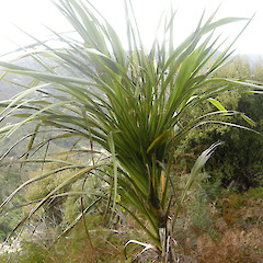 Aorangi Forest Park.<br>Photographer: John Sawyer, Licence: <a target='_blank' href='https://creativecommons.org/licenses/by-nc/4.0'>CC BY-NC</a>.