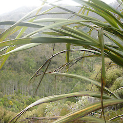 Aorangi Forest Park.<br>Photographer: John Sawyer, Licence: <a target='_blank' href='https://creativecommons.org/licenses/by-nc/4.0'>CC BY-NC</a>.