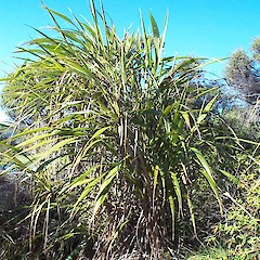 Papatea, East Cape.<br>Photographer: Mike Thorsen, Licence: All rights reserved.