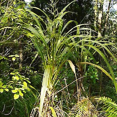 Cordyline banksii.<br>Photographer: Wayne Bennett, Licence: <a target='_blank' href='https://creativecommons.org/licenses/by-nc/4.0'>CC BY-NC</a>.