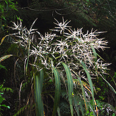Cordyline banksii.<br>Photographer: Wayne Bennett, Licence: <a target='_blank' href='https://creativecommons.org/licenses/by-nc/4.0'>CC BY-NC</a>.