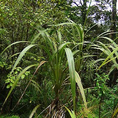 Cordyline banksii.<br>Photographer: Wayne Bennett, Licence: <a target='_blank' href='https://creativecommons.org/licenses/by-nc/4.0'>CC BY-NC</a>.
