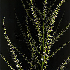 Cordyline banksii.<br>Photographer: Wayne Bennett, Licence: <a target='_blank' href='https://creativecommons.org/licenses/by-nc/4.0'>CC BY-NC</a>.