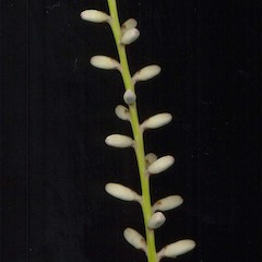 Cordyline banksii.<br>Photographer: Wayne Bennett, Licence: <a target='_blank' href='https://creativecommons.org/licenses/by-nc/4.0'>CC BY-NC</a>.
