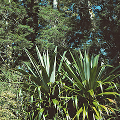 Mount Climie, northern Remutaka Range.<br>Photographer: Jeremy R. Rolfe, Licence: <a target='_blank' href='https://creativecommons.org/licenses/by/4.0'>CC BY</a>.