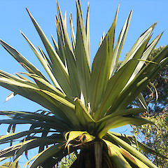 Mt Taranaki.<br>Photographer: John Sawyer, Licence: <a target='_blank' href='https://creativecommons.org/licenses/by-nc/4.0'>CC BY-NC</a>.