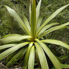 Ruahine Range.<br>Photographer: John Sawyer, Date taken: 01/10/2009, Licence: <a target='_blank' href='https://creativecommons.org/licenses/by-nc/4.0'>CC BY-NC</a>.