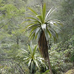 Ruahine Range.<br>Photographer: John Sawyer, Date taken: 01/10/2009, Licence: <a target='_blank' href='https://creativecommons.org/licenses/by-nc/4.0'>CC BY-NC</a>.