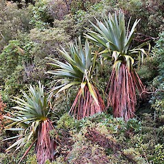 Egmont National Park.<br>Photographer: John Barkla, Licence: <a target='_blank' href='https://creativecommons.org/licenses/by/4.0'>CC BY</a>.