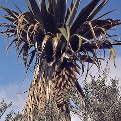 Flowering plant, Mount Egmont. Jan 1966.<br>Photographer: Colin C. Ogle, Licence: <a target='_blank' href='https://creativecommons.org/licenses/by-nc/4.0'>CC BY-NC</a>.