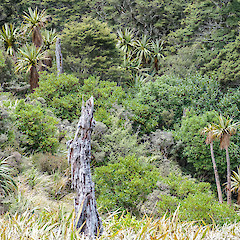 Cordyline indivisa along Nothofagus menziesii forest margin, Mount Climie, northern Remutaka Range.<br>Photographer: Jeremy R. Rolfe, Date taken: 02/02/2013, Licence: <a target='_blank' href='https://creativecommons.org/licenses/by/4.0'>CC BY</a>.