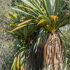 Erua Forest.<br>Photographer: Jeremy R. Rolfe, Date taken: 23/11/2013, Licence: <a target='_blank' href='https://creativecommons.org/licenses/by/4.0'>CC BY</a>.