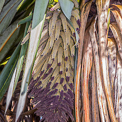 Inflorescence. Erua Forest.<br>Photographer: Jeremy R. Rolfe, Date taken: 23/11/2013, Licence: <a target='_blank' href='https://creativecommons.org/licenses/by/4.0'>CC BY</a>.