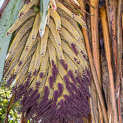 Inflorescence. Erua Forest.<br>Photographer: Jeremy R. Rolfe, Date taken: 23/11/2013, Licence: <a target='_blank' href='https://creativecommons.org/licenses/by/4.0'>CC BY</a>.