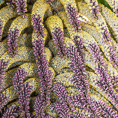 Inflorescence. Erua Forest.<br>Photographer: Jeremy R. Rolfe, Date taken: 23/11/2013, Licence: <a target='_blank' href='https://creativecommons.org/licenses/by/4.0'>CC BY</a>.