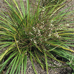 Cordyline pumilio - cultivated.<br>Photographer: Peter J de Lange, Licence: <a target='_blank' href='https://creativecommons.org/licenses/by-nc/4.0'>CC BY-NC</a>.
