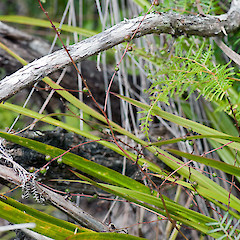 Fruit. North Cape. Feb 2011.<br>Photographer: Jeremy R. Rolfe, Licence: <a target='_blank' href='https://creativecommons.org/licenses/by/4.0'>CC BY</a>.