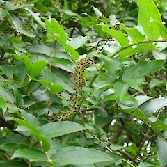 Coriaria arborea var. kermadecensis