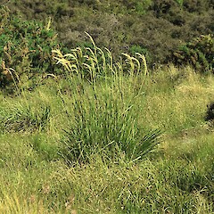 Austroderia richardii • New Zealand Plant Conservation Network