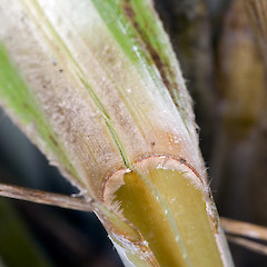 Ligule. Wainuiomata River mouth.<br>Photographer: Jeremy R. Rolfe, Date taken: 26/12/2006, Licence: <a target='_blank' href='https://creativecommons.org/licenses/by/4.0'>CC BY</a>.
