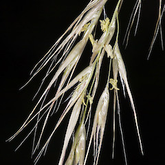 Spikelets. Stokes Valley, Lower Hutt.<br>Photographer: Jeremy R. Rolfe, Date taken: 03/02/2007, Licence: <a target='_blank' href='https://creativecommons.org/licenses/by/4.0'>CC BY</a>.