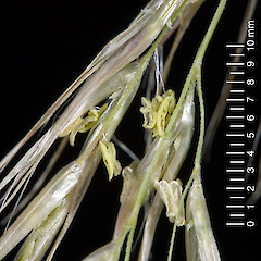 Spikelet close-up showing anthers. Stokes Valley, Lower Hutt.<br>Photographer: Jeremy R. Rolfe, Date taken: 03/02/2007, Licence: <a target='_blank' href='https://creativecommons.org/licenses/by/4.0'>CC BY</a>.