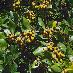 Paraparaumu.<br>Photographer: Jeremy R. Rolfe, Date taken: 30/01/1986, Licence: <a target='_blank' href='https://creativecommons.org/licenses/by/4.0'>CC BY</a>.
