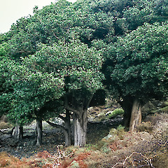 Turakirae Head.<br>Photographer: Jeremy R. Rolfe, Date taken: 16/07/2002, Licence: <a target='_blank' href='https://creativecommons.org/licenses/by/4.0'>CC BY</a>.
