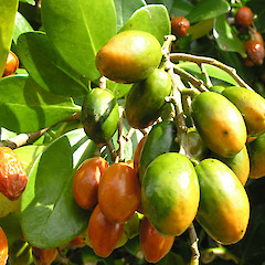 Ripe fruit, Ship Cove.<br>Photographer: Simon Walls, Date taken: 01/02/2008, Licence: <a target='_blank' href='https://creativecommons.org/licenses/by-nc/4.0'>CC BY-NC</a>.