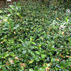 Dense seedlings in disturbed native forest remnant, Alton, near Patea.<br>Photographer: Colin C. Ogle, Date taken: 24/11/2018, Licence: <a target='_blank' href='https://creativecommons.org/licenses/by-nc/4.0'>CC BY-NC</a>.
