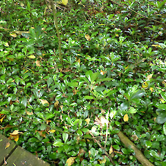 Dense seedlings in disturbed native forest remnant, Alton, near Patea.<br>Photographer: Colin C. Ogle, Date taken: 24/11/2018, Licence: <a target='_blank' href='https://creativecommons.org/licenses/by-nc/4.0'>CC BY-NC</a>.