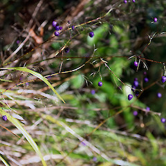 Stokes Valley, Lower Hutt.<br>Photographer: Jeremy R. Rolfe, Licence: <a target='_blank' href='https://creativecommons.org/licenses/by/4.0'>CC BY</a>.