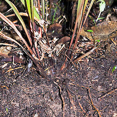 Creeping rhizome. Stokes Valley, Lower Hutt.<br>Photographer: Jeremy R. Rolfe, Date taken: 03/06/2006, Licence: <a target='_blank' href='https://creativecommons.org/licenses/by/4.0'>CC BY</a>.
