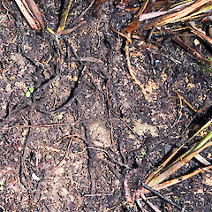 Creeping rhizome. Stokes Valley, Lower Hutt.<br>Photographer: Jeremy R. Rolfe, Date taken: 03/06/2006, Licence: <a target='_blank' href='https://creativecommons.org/licenses/by/4.0'>CC BY</a>.
