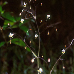 Dianella nigra.<br>Photographer: Bec Stanley, Licence: <a target='_blank' href='https://creativecommons.org/licenses/by-sa/4.0'>CC BY-SA</a>.