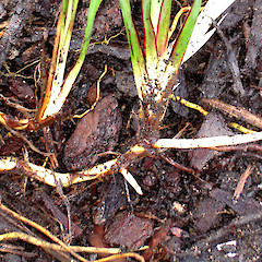 Dianella nigra showing rhizomes.<br>Photographer: Peter J de Lange, Licence: <a target='_blank' href='https://creativecommons.org/licenses/by-nc/4.0'>CC BY-NC</a>.