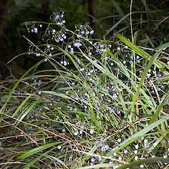 Pinehaven, Upper Hutt.<br>Photographer: Jeremy R. Rolfe, Date taken: 16/02/2008, Licence: <a target='_blank' href='https://creativecommons.org/licenses/by/4.0'>CC BY</a>.
