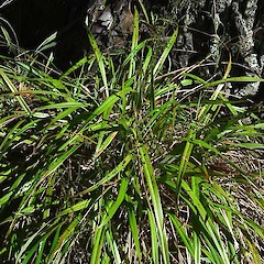 Dianella nigra.<br>Photographer: Wayne Bennett, Licence: <a target='_blank' href='https://creativecommons.org/licenses/by-nc/4.0'>CC BY-NC</a>.