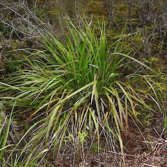 Dianella nigra.<br>Photographer: Wayne Bennett, Licence: <a target='_blank' href='https://creativecommons.org/licenses/by-nc/4.0'>CC BY-NC</a>.
