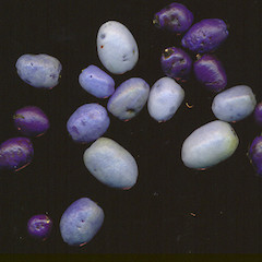 Berries of Dianella nigra.<br>Photographer: Wayne Bennett, Licence: <a target='_blank' href='https://creativecommons.org/licenses/by-nc/4.0'>CC BY-NC</a>.