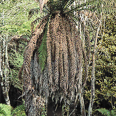 Waikanae River.<br>Photographer: Jeremy R. Rolfe, Date taken: 27/04/1984, Licence: <a target='_blank' href='https://creativecommons.org/licenses/by/4.0'>CC BY</a>.