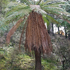 Eastern Wairarapa.<br>Photographer: Jeremy R. Rolfe, Date taken: 02/10/2010, Licence: <a target='_blank' href='https://creativecommons.org/licenses/by/4.0'>CC BY</a>.