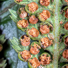 Sori. Rangaika, Chatham Island.<br>Photographer: Jeremy R. Rolfe, Date taken: 01/06/2013, Licence: <a target='_blank' href='https://creativecommons.org/licenses/by/4.0'>CC BY</a>.