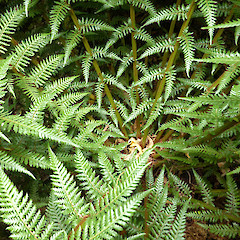 View into crown of young Dicksonia fibrosa; Paengaroa SR, Mataroa near Taihape.<br>Photographer: Colin C. Ogle, Date taken: 15/01/2017, Licence: <a target='_blank' href='https://creativecommons.org/licenses/by-nc/4.0'>CC BY-NC</a>.