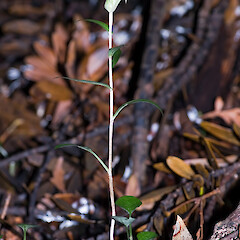Kauri Glen, Northcote, Auckland.<br>Photographer: Jeremy R. Rolfe, Date taken: 21/07/2006, Licence: <a target='_blank' href='https://creativecommons.org/licenses/by/4.0'>CC BY</a>. <a class='member-message' href='/nzpcn/why-join-nzpcn/' target='_blank'>Members can view a larger version of this image.</a>