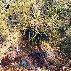 upper Cleddau, January.<br>Photographer: John Smith-Dodsworth, Licence: <a target='_blank' href='https://creativecommons.org/licenses/by-nc/4.0'>CC BY-NC</a>.