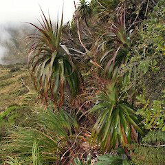 Franklin Mountains, Fiordland.<br>Photographer: John Barkla, Date taken: 14/11/2012, Licence: <a target='_blank' href='https://creativecommons.org/licenses/by/4.0'>CC BY</a>. <a class='member-message' href='/nzpcn/why-join-nzpcn/' target='_blank'>Members can view a larger version of this image.</a>