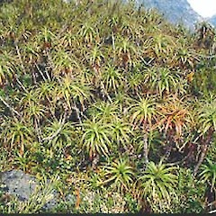 Homer tunnel, Gertrude valley, January.<br>Photographer: John Smith-Dodsworth, Licence: <a target='_blank' href='https://creativecommons.org/licenses/by-nc/4.0'>CC BY-NC</a>.